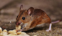 gopher-and-mole-control Experts in Naalehu